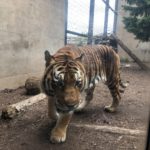 ワンタイガーのテント、スーパーシェルター買ったのでソロキャンプに最適かレビューする