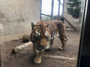 ワンタイガーのテント、スーパーシェルター買ったのでソロキャンプに最適かレビューする